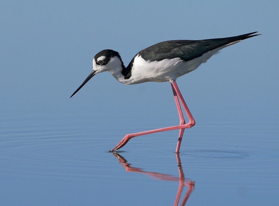 Black-winged Stilt